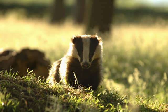 A new membership will support the region's badgers. Picture: Andrew Parkinson
