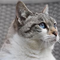 Vaccination reduces the risk of cat flu