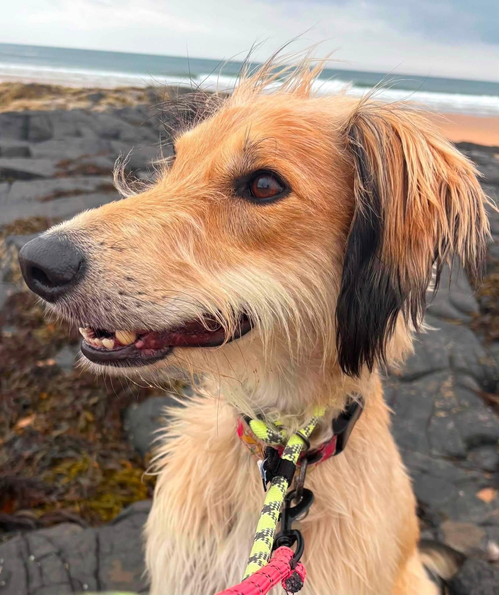 Don’t kill your dog with kindness