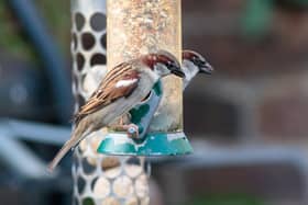 The humble House Sparrow on garden feeders. Photo: Iain Robson