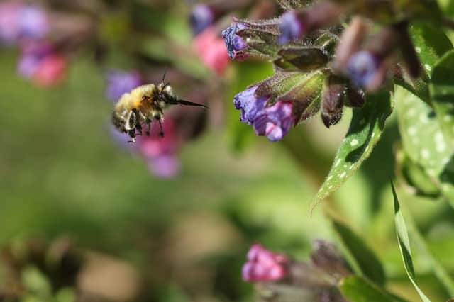 Hairy Footed Flower Bee at Lungwort. Picture by Stewart Sexton