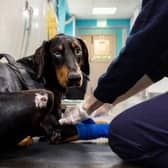 Nelson the Dobermann after he was rescued.
