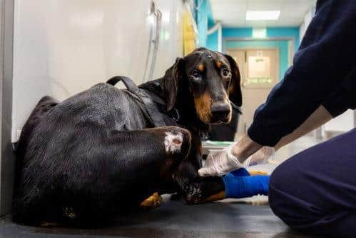 Nelson the Dobermann after he was rescued.
