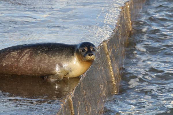 Cranberry was released at St Mary's Lighthouse after being nursed back to health. (Photo by Tynemouth Seal Hospital)