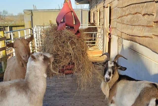 Feeding time for goats Izzy, Flash and Janice. Picture: Northumberland Zoo