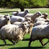 Sheep are at risk of infection.