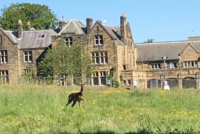 A deer spotted near the former Duke's Middle School.