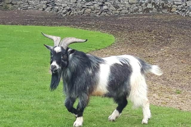 Alistair came face-to-face with a goat at a course in Ireland.
