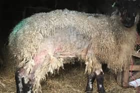 An affected mule ewe.