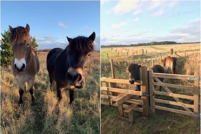 A pair of Exmoor ponies have been introduced at the East Chevington nature reserve.