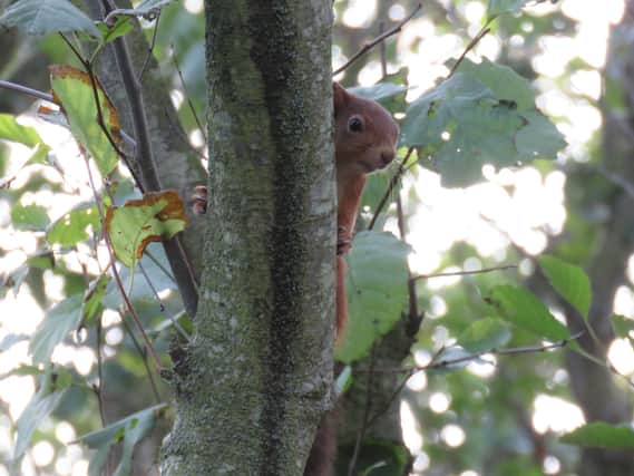 A red squirrel sitting atop a tree branch. Picture: Pamela Dewener