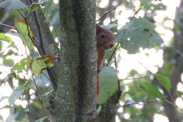 A red squirrel sitting atop a tree branch. Picture: Pamela Dewener