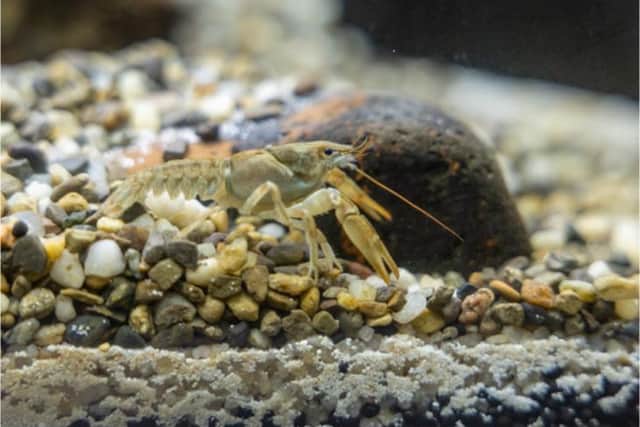 A crayfish in a tank. Picture: Iain Reynolds