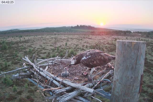 Ospreys feature in a new behind the scenes TV series on Kielder Forest. Picture: Forestry England