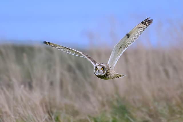 Fourth place went to Graham Sorrie with Short Eared Owl.
