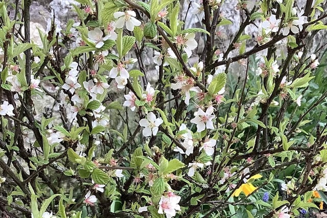 Spring blossom beside Berwick's Elizabethan Walls by Susan Hughes.