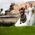 The North East Dog Festival has linked up with Chuck Tails – a professional dog chaperone for weddings covering the North East. Picture by Paul Flannigan Photography.