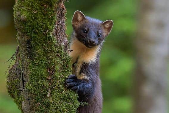 Pine martens are critically endangered in England and Wales. (Photo by Jason Hornblow)