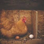 Two buildings for free range eggs are proposed at Humbleton Farm, near Wooler. Picture: Pixabay