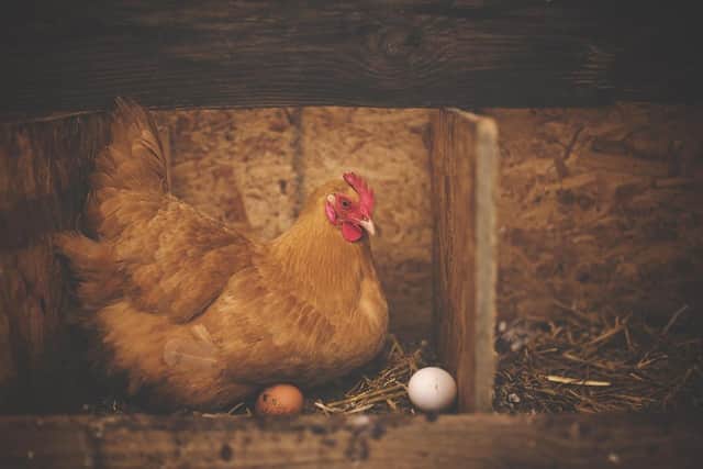 Two buildings for free range eggs are proposed at Humbleton Farm, near Wooler. Picture: Pixabay
