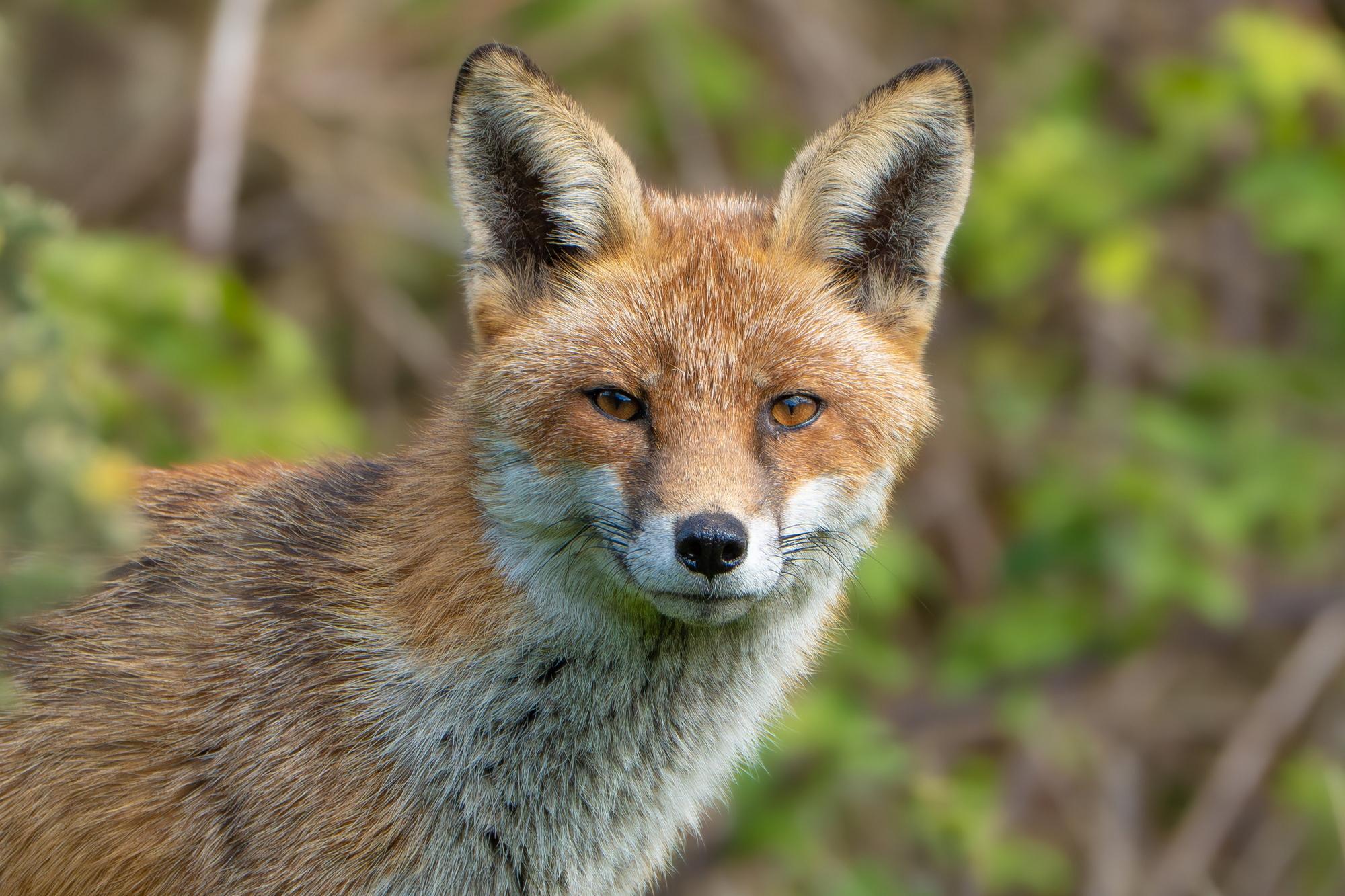 Wildlife photographer's close encounter with fox in Northumberland