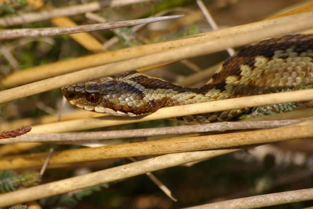 There have been anecdotal reports of more adder sightings in Northumberland.