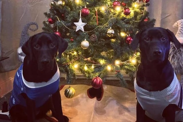 Buster and Ruby, age 1, pose by the tree for their Santa Paws picture.