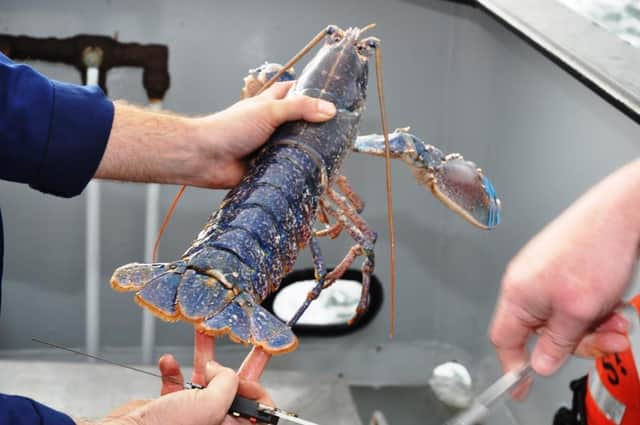 Notched European Lobster, common in the NIFCA district.