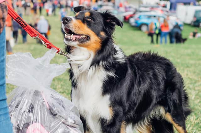 Thousands of dogs and their owners are expected to attend the event over the weekend of Saturday, September 4 and Sunday, September 5.
