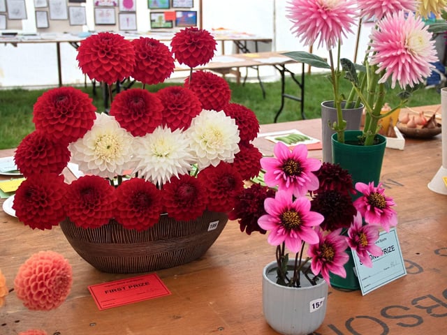 Blooms on display in the show tent.
