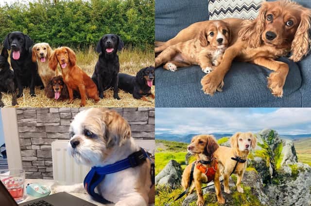It's International Dog Day - so let's celebrate some pets from across the North East.
