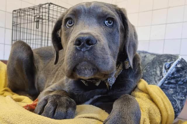 Appeal for help tracing owner of injured dog found abandoned outside ...