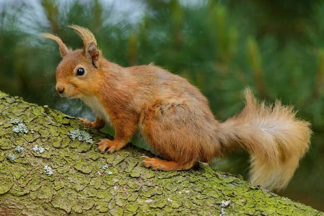 A red squirrel in Northumberland. Picture: John Bridges