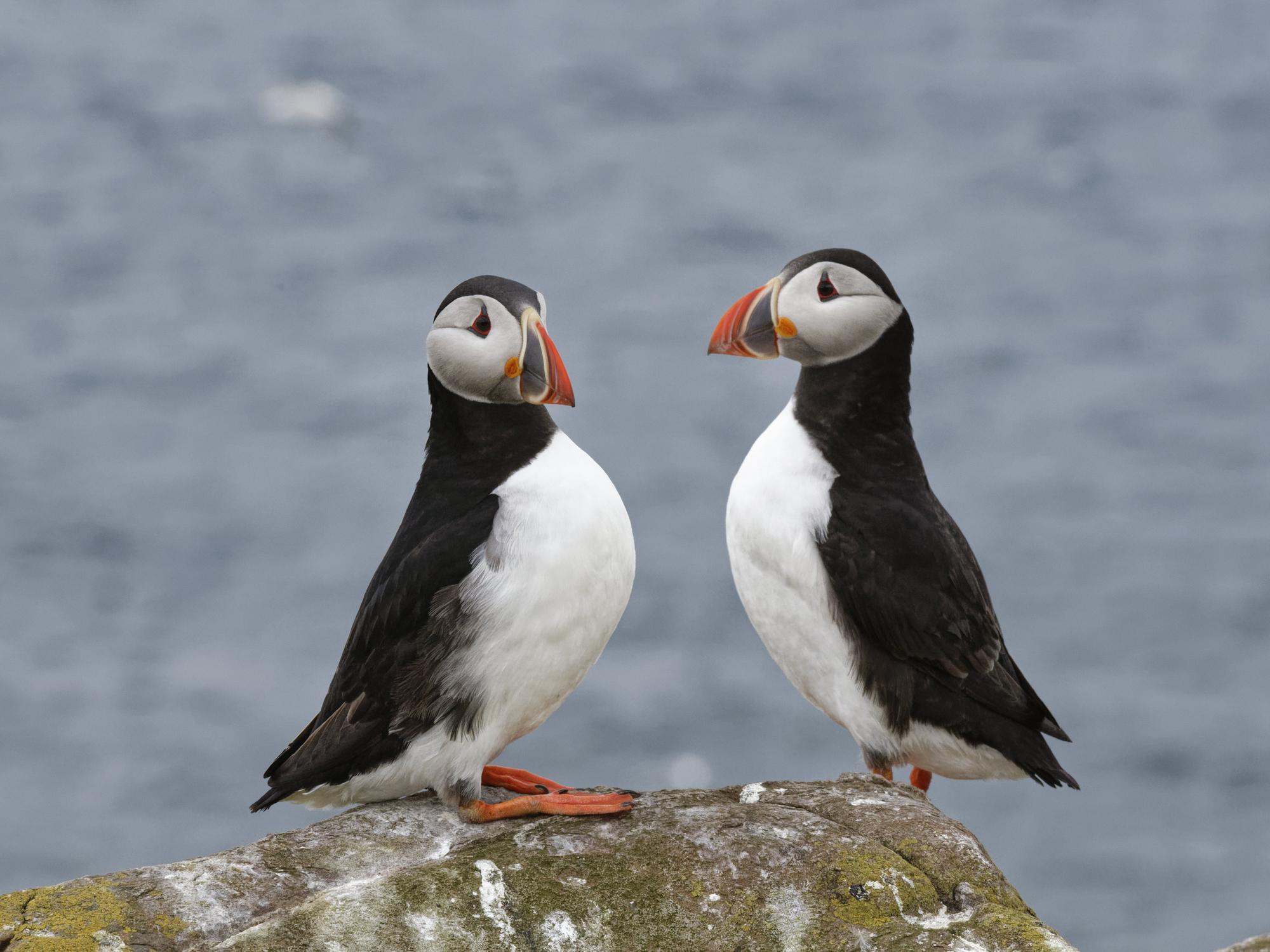 Puffin census to assess how Farne Islands colony fared over lockdown