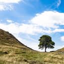 Sycamore Gap, Hadrian's Wall, Northumberland. Picture: Pixabay
