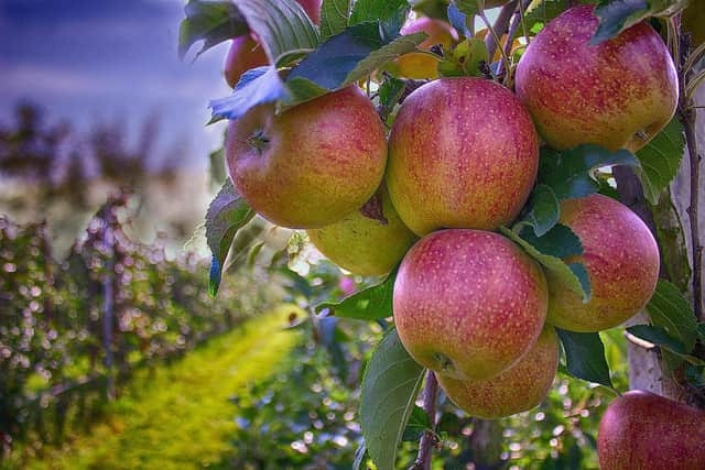 A community orchard is opening in Alnwick. Picture: Pixabay