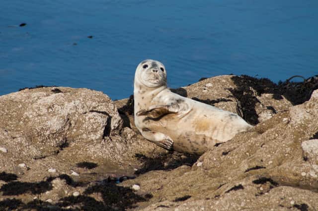 Visitors to the coast are being urged to respect the wildlife and keep their distance, especially from seals at St Mary's Island near Whitley Bay.