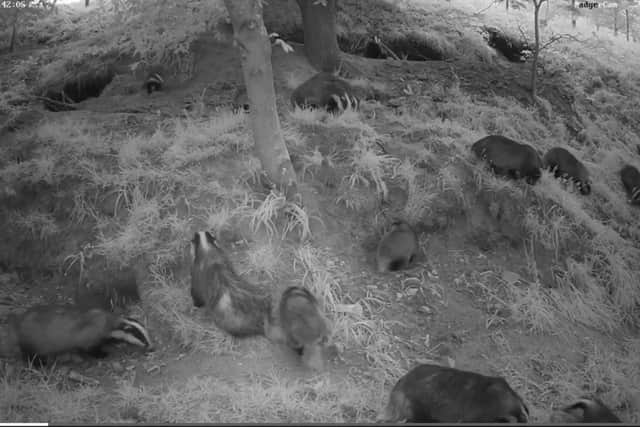 Badgers filmed on CCTV installed by Alncom in Northumberland.