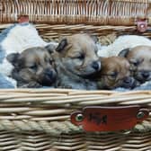 These adorable puppies are looking for a new home.