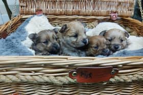 These adorable puppies are looking for a new home.