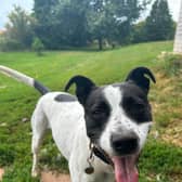 Can you help find Roxy a home?