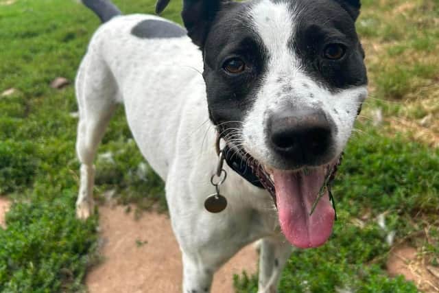Can you help find Roxy a home?