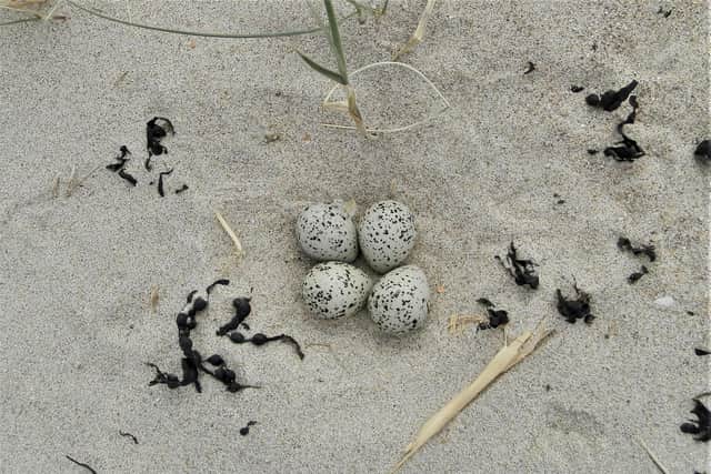 A ringed plover nest.