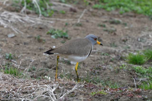 A grey-headed lapwing. Picture: Pixabay