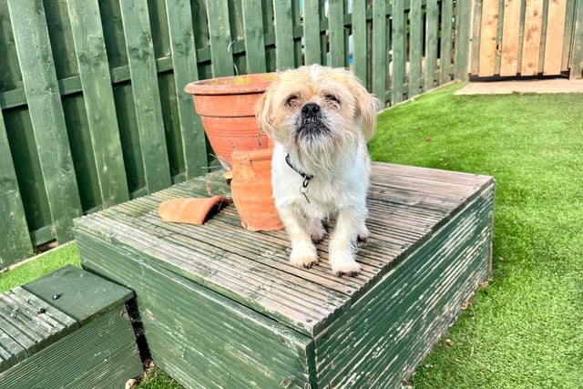 Flapjack was found as a stray in Blyth, riddled with fleas and with a matted coat. He is currently being cared for at Northumberland Dog Rescue and is looking for a new family.