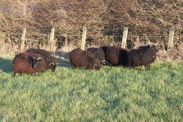 Flexigraze Manx Loughton sheep at Druridge Bay.