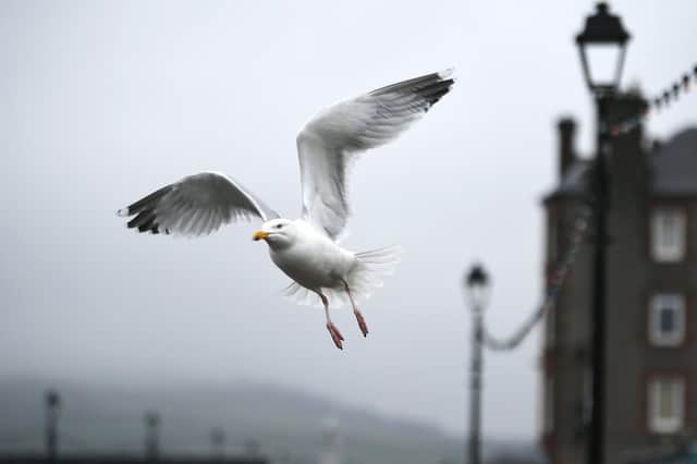 A seagull in flight. Picture by John Devlin.