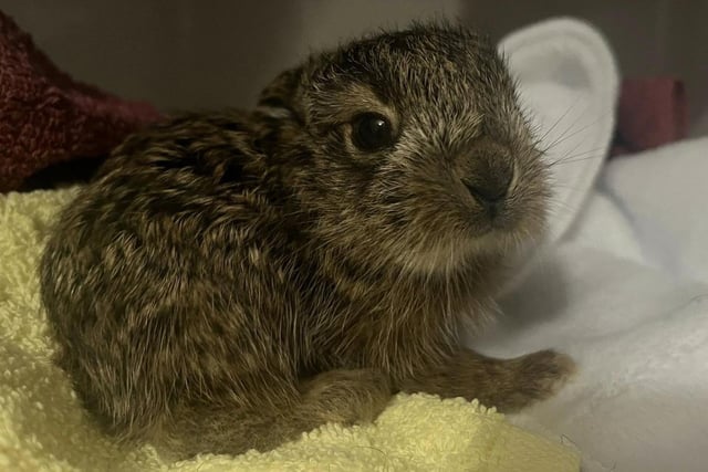 On Valentine's Day, Blyth Wildlife Rescue admitted the first mammal of the year - a baby hare. When found, the baby weighed only 111g and was just a few days old. The charity will care for the hare until he is big and strong enough to be released back into the wild.