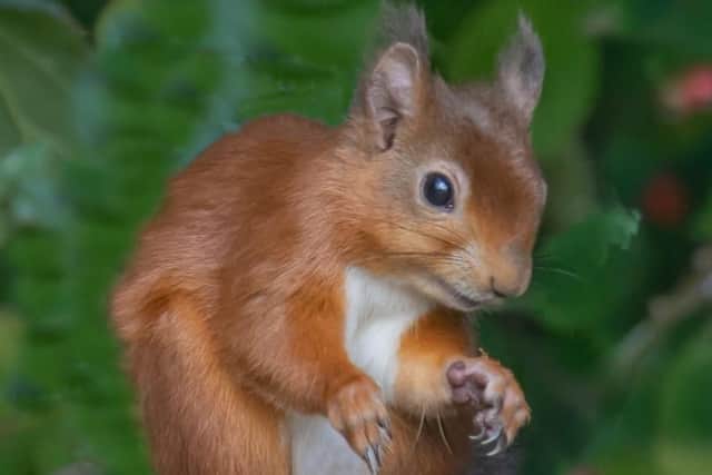 A red squirrel spotted at the Hauxley Nature Reserve. Picture: Ian Page