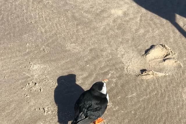 The grounded bird on the beach.
